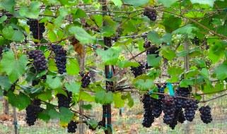 Fairhaven Vineyards' grapes