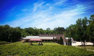 Los Pinos Ranch Vineyards 