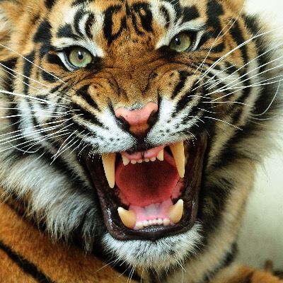 Tiger roaring