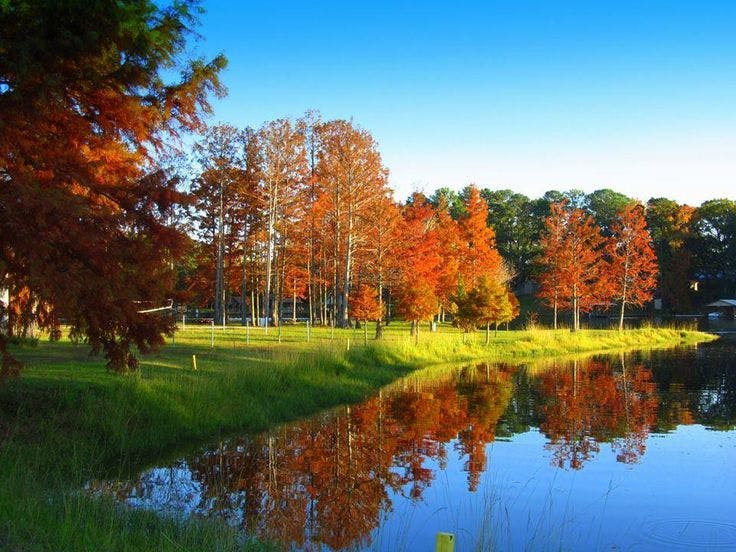 photo-fallcolors on trees and a pond