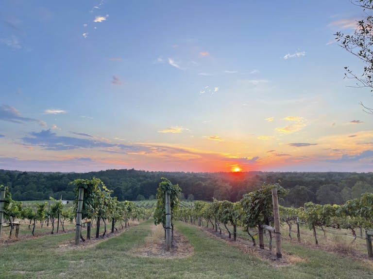 photo-Enochs Stomp vineyard