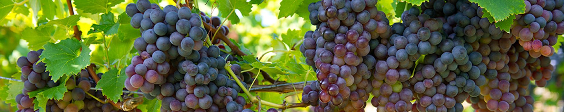 Grapes growing in vineyard